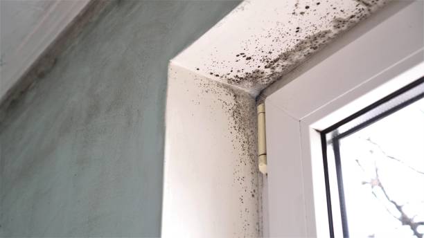 Mold Inspection, Removal & Remediation